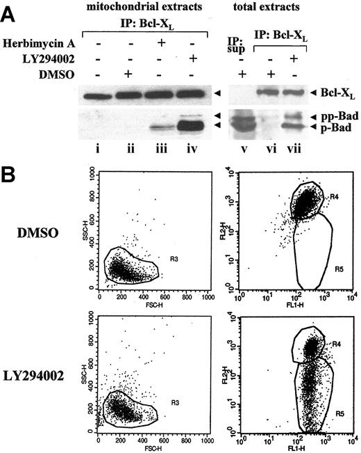 Figure 3. Inhibition of NPM/ALK signaling promotes Bcl-XL/Bad heterodimerization and disruption of mitochondrial homeostasis. (A) K-299 cells were incubated with vehicle alone (DMSO), herbimycin A (10 μM), LY294002 (25 μM), or left untreated (NT) for 8 hours. Mitochondrial extracts (left panels) and total lysates (right panels) were immunoprecipitated by using an anti-Bcl-XL polyclonal antibody. Supernatant (IP:sup) depleted of Bcl-XL complexes and immunoprecipitates (IP: Bcl-XL) were analyzed by Western blot with anti-Bcl-XL and Bad antibodies. (B) Disruption of mitochondrial transmembrane potential (ΔΦm) was assessed after an 8-hour incubation with LY294002 (25 μM) or the equivalent amount of DMSO by FACS analysis of JC-1 dye-stained cells. Apoptotic cells fall into the R5 region (right panel) showing a reduced red FL2-H-fluorescence: R5 = 2.1%, in the control sample (upper right panel) and 47.6% in the LY294002-treated sample (lower right panel). The left panels show cells plotted as forward scatter (FSC) against side scatter (SSC) showing no substantial alteration in cell morphology at this early stage of apoptosis induction.