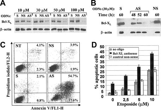 Figure 4. Specific antisense oligonucleotide-mediated down-regulation of Bcl-XL increased apoptosis of NPM/ALK+ cells in vitro. (A) Ba/F3-NPM/ALK+ cells were incubated for 72 hours with increasing concentrations of either sense (S), nonsense scrambled (NS), or antisense (AS) phosphorothioated oligonucleotides (ODNs) targeting the Bcl-XL AUG region. Fresh oligonucleotides were added at 0, 16, 24, 32, 48, and 60 hours. Western blot analysis was performed 72 hours after treatment. Blots were reprobed with an anti-β-actin specific antibody as control for protein loading. (B) Total cell lysates from Ba/F3-NPM/ALK+ cells treated with 30 μM Bcl-XL AS-ODN for 48, 52, and 60 hours were compared with those of cultures incubated with sense (S) and nonsense scrambled (NS) ODNs for 60 hours for Bcl-XL expression by immunoblotting. (C) The fraction of apoptotic cells was evaluated by annexin V-propidium iodide staining and flow cytometric analysis after 96 hours of treatment with ODNs or in the untreated control (NT). The values indicate the percentages of cells in early (lower right quadrant) and late (upper right quadrant) apoptosis. (D) Ba/F3-N/A+ cells treated for 48 hours with Bcl-XL antisense, control nonsense scrambled, or no oligodeoxynucleotides (oligo) were incubated with increasing concentration of etoposide for additional 18 hours. Apoptosis was evaluated by AO staining at the end of drug incubation; the data are represented as the mean ± standard deviation (SD) of 3 independent experiments.