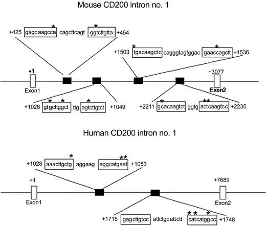 Figure 3. The genes for both human and murine CD200 contain p53REs. Intron no. 1 of murine CD200 has 4 p53REs, and intron no. 1 of human CD200 has 2 p53REs. *Variations from the consensus p53RE sequence. +1 represents the initiation codon.