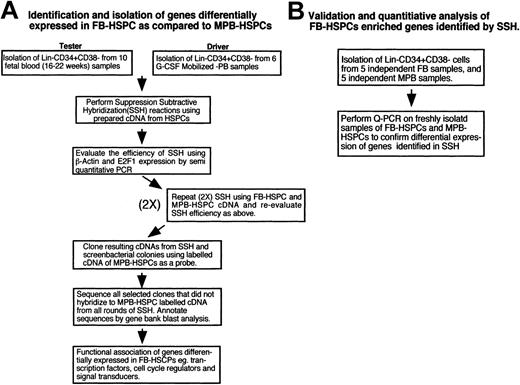 Figure 1. Experimental approach to identify genes differentially expressed in FB-HSPCs compared with adult MPB-HSPCs. (A) Development of cDNA libraries for identifying differentially expressed genes in FB-HSPCs. Isolation of Lin-CD34+CD38- cells from fetal blood (10 samples) and mobilized peripheral blood (6 samples) followed by performing SSH as explained in “Materials and methods.” SSH was performed 2 more times to ensure the quality and reproducibility of the cDNA library. Screening of the colonies in the subtracted library will detect differentially regulated transcripts in FB-HSPCs and BLAST analysis will identify the closest transcripts in the human genome. We further narrowed our analysis toward key regulatory genes including transcription factors, cell cycle regulators, and signal transduction genes presumably responsible for fate determination of HSPCs. (B) Verification and quantification of candidate transcripts identified in the SSH reactions. Lin-CD34+CD38- cells from fetal blood (5 samples) and mobilized peripheral blood cells (5 samples) and also Lin-CD34+CD38+ from several fetal blood (12 samples) were isolated and used for real-time Q-PCR. The Q-PCR experiments were done in 3 different concentrations and each concentration in duplicate. This analysis confirmed and validated our experimental approach to identify genes that are consistently differentially expressed in FB-HSPCs versus adult counterparts from M-PB-HSPCs.