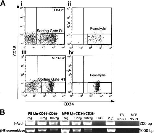 Figure 2. Purification of HSPC populations from FB and MPB. (A) Lineage-depleted population from several fetal blood (n = 10) and MPB (n = 6) samples were pooled separately and stained with CD34 antibody conjugated to APC and CD38 antibody conjugated to PE. Using a stringent sorting gate (R1), the CD34+CD38- population in FB (i) and MPB (iii) were sorted and reanalysis of the sorted populations ensured the high purity of FB Lin-CD34+CD38- (ii) and MPB Lin-CD34+CD38- (iv) cells. (B) Amplification of β-actin and β-glucoronidase to verify the integrity and maintenance of the abundant of primary transcripts after cDNA amplification in FB Lin-CD34+CD38- and MPB Lin-CD34+CD38-. Different concentrations (7 ng, 0.7 ng, and 0.07 ng) of amplified cDNA from FB Lin-CD34+CD38- and MPB Lin-CD34+CD38- were used as the starting material in reverse transcriptase–PCR (RT-PCR) for the amplification of β-actin, as one of the highly expressed housekeeping genes, and β-glucoronidase, as one of the genes present as a single transcript per cell.