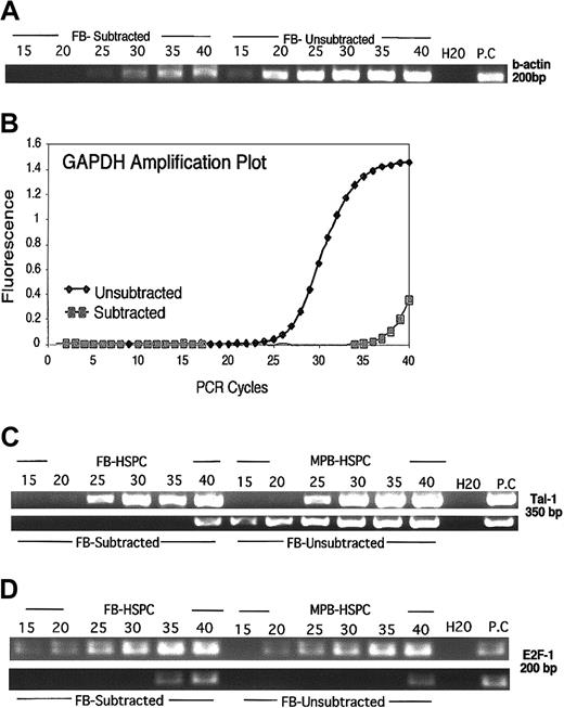 Figure 3. Efficient SSH between FB-HSPCs versus MPB-HSPCs. The amplified cDNA of FB-HSPCs was subtracted from excess amount of MPB-HSPCs in a 2-step hybridization at 68°C to remove equally expressed genes. The differentially regulated genes in subtracted and unsubtracted libraries were amplified in suppression and nested PCRs. (A) In order to evaluate the quality of subtracted library, 50 ng of FB-subtracted and FB-unsubtracted DNA was used as a template to assess β-actin amplification in a semiquantitative PCR. An aliquot (7 mL) of amplified product was taken at 15 cycles and after every 5 cycles to 40 cycles followed by 2% agarose gel fractionation to estimate the abundance of β-actin at different cycles. (B) Q-PCR analysis of GAPDH, as one of the other housekeeping genes, verified the quality of FB-subtracted by using 10 ng of DNA from FB-subtracted (Ct = 36; ▦) and FB-unsubtracted (Ct = 23; ♦) libraries. (C) Amplification of Tal-1 as one of the key transcription factors involved in the occurrence of hematopoiesis. Semiquantitative PCR, the same methodology explained in Figure 2A, using 20 ng of amplified cDNA from FB-HSPCs and MPB-HSPCs, indicated equal expression of Tal-1 in both populations (Figure 2C top). In the FB-subtracted library, however, using 50 ng of DNA from FB-subtracted and FB-unsubtracted libraries, Tal-1 amplicon is detectable after 40 cycles in the FB-subtracted library as opposed to its appearance only after 15 cycles in the FB-unsubtracted library. (D) Amplification of E2F1 as one of the critical transcription factors involved in the cycling cells indicated a moderately higher expression in FB-HSPCs than MPB-HSPCs (Figure 2D top). In a semiquantitative approach, using 50 ng DNA as template, E2F1 is detectable in FB-HSPCs after 15 cycles but is present in MPB-HSPCs after 20 cycles. However, in an efficient SSH (Figure 2D bottom), using 100 ng DNA of subtracted and unsubtracted libraries, E2F1 is detected after 35 cycles in FB-subtracted but is observed at 40 cycles in the FB-unsubtracted library, indicating efficient SSH to enrich differentially regulated genes in FB-HSPCs.