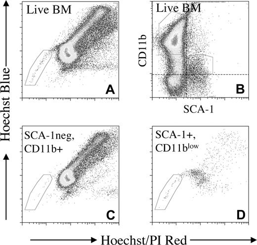 Figure 3. SP analysis of subsets defined by SCA-1 and CD11b expression. Analysis of a representative murine marrow that was Hoechst stained and labeled for SCA-1 and CD11b. Subsets defined by SCA-1 and CD11b expression (B) were displayed on Hoechst red/blue dotplots (dotted line indicates level of matched isotype control). SCA-1+/CD11blowcells were more enriched for SP (D; 3.25%), than SCA-1neg/CD11b+ (C; 0.017%) or whole BM (A; 0.1%).