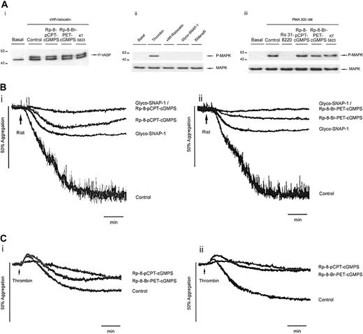 Figure 3. Effect of protein kinase G inhibitors on phosphorylation and aggregation. (A) Human washed platelets (5 × 108/mL), preincubated for 5 minutes with vehicle (DMSO 0.1%), the PKC inhibitor Ro 31-8220 (10 μM), or the PKG inhibitors Rp-8-pCPT-cGMPS (0.5 mM), Rp-8-Br-PET-cGMPS (0.5 mM), and KT5823 (10 μM), were stimulated by VWF and ristocetin (10 μg/mL and 1 mg/mL, respectively), the phorbol ester PMA (300 nM), or the cGMP raising agents glyco–SNAP-1 (10 μM) and sildenafil (30 μM). Reactions were stopped by addition of equal volumes of sample buffer and proteins separated by SDS-PAGE and Western blotted for (i) Ser239-phosphorylated VASP and (ii-iii) phosphorylated p42/44 MAP kinase. Blots were subsequently stripped and reprobed with a pan p42/44 MAP kinase Ab to ensure equal amounts of protein had been loaded. Blots are representative of 4 experiments. (B) Human PRP (3 × 108 platelets/mL) was stimulated with ristocetin (Rist; 1.5 mg/mL) simultaneously with the NO donor glyco–SNAP-1 (1 μM) and the PKG inhibitors Rp-8-pCPT-cGMPS (0.5 mM) and Rp-8-Br-PET-cGMPS (0.5 mM) either on their own or in combination. Experiments were conducted in aggregometer cuvettes with stirring at 37°C. Arrows indicate addition of agonist. Results are representative of 5 experiments. (C) Washed platelets were pooled from (i) 16 wild-type and (ii) 16 PKG null mice and suspended at a concentration of 2 × 108 platelets/mL. Platelets were preincubated for 5 minutes with vehicle (DMSO 0.1%), the PKG inhibitors Rp-8-pCPT-cGMPS (0.5 mM) or Rp-8-Br-PET-cGMPS (0.5 mM), and stimulated by a threshold concentration of thrombin (0.1 IU/mL). Experiments were conducted in aggregometer cuvettes with stirring at 37°C. Arrows indicate addition of agonist.