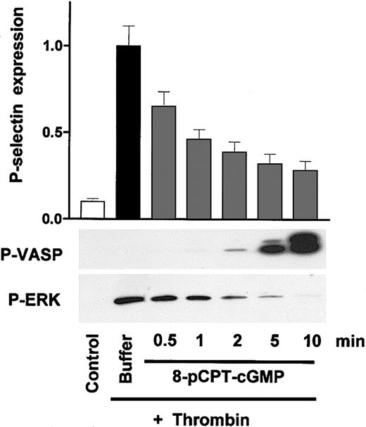 Figure 2. Time-dependent VASP phosphorylation and inhibition of thrombin-induced platelet activation by the cGK activator 8-pCPT-cGMP in human platelets. Washed human platelets (3 × 108/mL) were preincubated with 8-pCPT-cGMP (200 μM) for the times indicated (0.5-10 minutes) followed by a 1-minute incubation with thrombin (0.5 U/mL). Platelet activation was monitored by the analysis of P-selectin expression (FACS) and ERK phosphorylation (Western blots), cGK activation by the analysis of VASP phosphorylation (P-VASP Western blots). Note the significant inhibition of platelet activation by 8-pCPT-cGMP at early time points (0.5-2 minutes) without corresponding VASP phosphorylation. Results are representative of 3 different experiments as means ± SEM.