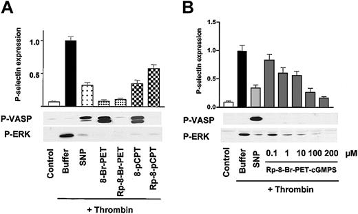 Figure 3. Potent and rapid inhibition of thrombin-induced platelet activation by both cyclic nucleotide-based cGK activators and inhibitors. (A) cGK activators and inhibitors. Washed platelets (3 × 108/mL) were preincubated with buffer, 5 μM SNP for 1 minute, or cGMP analogs (200 μM) as indicated for 10 minutes followed by a 1-minute incubation with thrombin (0.5 U/mL). Platelet activation was monitored by the analysis of P-selectin expression (FACS) and ERK phosphorylation (Western blots), cGK activation was monitored by VASP phosphorylation (P-VASP Western blots). Note that both cGK activators (SNP, 8-Br-PET-cGMP, 8-pCPT-cGMP) as well as cGK inhibitors (the stereoisomers Rp-8-Br-PET-cGMPS, Rp-8-pCPT-cGMPS) inhibit thrombin-induced platelet activation (P-selectin expression, ERK phosphorylation). The data shown are representative of 4 different experiments. (B) Concentration-dependent effects of Rp-8-Br-PET-cGMPS. Washed human platelets (3 × 108/mL) were preincubated for 1 minute with 2 μM SNP or with Rp-8-Br-PET-cGMPS (concentration as indicated) followed by another 1-minute incubation with thrombin (0.5 U/mL). After stopping, the platelets were analyzed by FACS for P-selectin expression and by Western blot for VASP and ERK phosphorylation (P-VASP and P-ERK). Rp-8-Br-PET-cGMPS, starting from 1 μM concentration, significantly (28 ± 6%, P < .05, n = 4) inhibited P-selectin expression and ERK phosphorylation. Shown are representatives of 4 different experiments as means ± SEM.