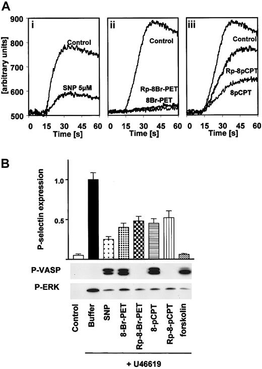 Figure 4. Inhibition of thrombin-stimulated calcium transients and U46619-induced platelet activation in human platelets by both cGK activators and inhibitors. (A) Calcium transients. Fura-2–loaded washed human platelets were resuspended in HEPES buffer and preincubated (1 minute) either with vehicle (Control), 5 μM SNP (i), 100 μM 8-Br-PET-cGMP or 100 μM Rp-8-Br-PET-cGMPS (ii), or 100 μM 8-pCPT-cGMP or 100 μM Rp-8-pCPT-cGMPS (iii). Then, platelets were stimulated with thrombin (0.2 U/mL) in the presence of 1 mM CaCl2 and 10 mM MgCl2, and the time-dependent increase of fluorescence was monitored. Abscissa values are arbitrary units of Fura-2 fluorescence intensity. The data are representative of 3 different experiments. (B) U46619-induced platelet stimulation. Washed platelets (3 × 108/mL) were preincubated with buffer, SNP (5 μM) or forskolin (5 μM) for 1 minute, or cGMP analogs (200 μM) for 10 minutes followed by 1-minute incubation with U46619 (2 μM). Platelet activation was monitored by the analysis of P-selectin expression (FACS) and ERK phosphorylation. Activation of cGMP- and cAMP-dependent protein kinases by SNP and forskolin, respectively, was monitored by VASP phosphorylation. Note the inhibition of P-selectin expression and ERK phosphorylation by both cGK activators and inhibitors. Shown are representatives of 3 different experiments as means ± SEM.