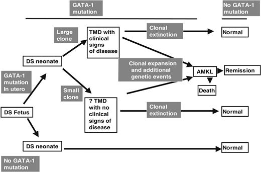 Figure 4. GATA1 mutations in TMD and AMKL. A model of the relationship between GATA1 mutations and the clinical phenotypes of TMD and AMKL in DS infants and children.