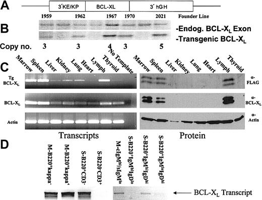 Figure 1. Construction and expression analysis of the Bcl-XL transgenic mouse. (A) Diagram of the 3′KE/Bcl-XL transgenic construct. (B) Southern blot analysis of tail-snip DNA to identify founders. (C) RT-PCR and Western blot analysis to determine tissue-specific transgene expression. (D) RT-PCR to detect transcripts in FACS-sorted lymphocytes (S indicates spleen; M, marrow).