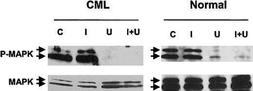 Figure 3. Effect of MEK-1/2 inhibitor treatment on MAPK phosphorylation in CML and normal CD34+ cells. CD34+ cells from a CML patient and a healthy control were exposed to 25 μM U0126 for 16 hours in the presence or absence of 1 μM imatinib in medium containing low concentrations of GF. Whole-cell lysates were prepared, electrophoresed on 10% SDS-PAGE, and Western blotted with antibodies to dual phosphorylated p42/44 MAPK (P-MAPK) and total p42/44 MAPK (MAPK). Results of representative experiments are shown. C indicates control cells; I, the presence of 1 μM imatinib; U, the presence of 25 μM U0126; U + I, the presence of both.