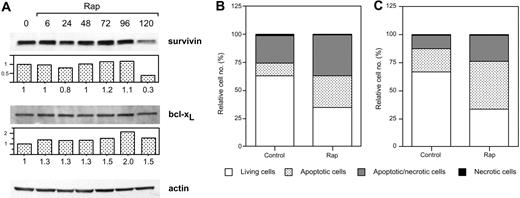 Figure 7. The effects of long-term rapamycin treatment on survivin and bcl-xL expression and on apoptosis. (A) Karpas 707 cells were incubated in the presence of rapamycin. Every 48 hours half of the spent medium was exchanged together with addition of fresh rapamycin. At 0, 6, 24, 48, 72, 96, and 120 hours cells were lysed, and extracts were subjected to Western blotting analysis by using antibodies specific for the antiapoptotic proteins survivin and bcl-xL. (B) Karpas 707 and U-1958 cells were treated with rapamycin as described earlier, and cells were harvested at 144 hours. Apoptosis was analyzed by AV/PI staining, and the cells were categorized as described in the legend for Figure 2. The relative cell number is presented as the percentage of 10 000 cells. Three independent experiments per cell line were performed and one representative is shown.