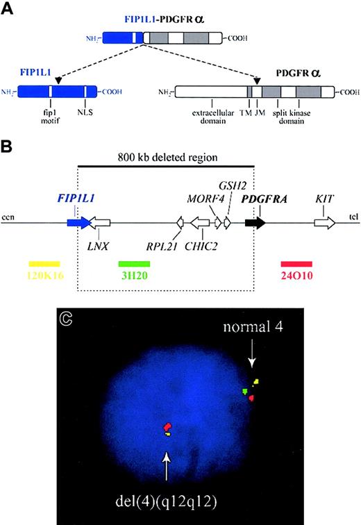 Figure 2. Fusion of FIP1L1 to PDGFRA. (A) Schematic representation of the FIP1L1, PDGFRα, and FIP1L1-PDGFRα fusion proteins. NLS indicates nuclear localization signal; TM, transmembrane region; and JM, juxtamembrane region. (B) Schematic representation of the 4q12 chromosomal region around the FIP1L1 and PDGFRA genes. The 800-kb deletion, resulting in the fusion of the 5′ part of FIP1L1 to the 3′ part of PDGFRA, and the location of 3 bacterial artificial chromosome (BAC) probes (RPCI11-120K16, RPCI11-3H20, and RPCI11-24O10) are indicated. cen indicates centromeric side; and tel, telomeric side. (C) Detection of the del(4)(q12q12) in an HES case by interphase FISH using the BAC probes shown in panel B. Absence of probe 3H20 and presence of the 2 flanking probes is indicative of the presence of this specific deletion on one of the chromosomes 4.