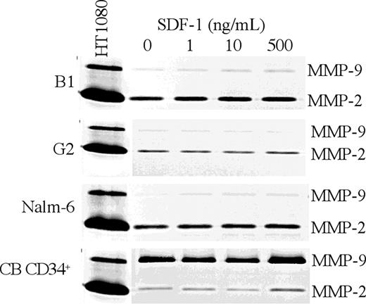 Figure 3. Different pattern of MMP secretion by precursor-B ALL and CB CD34+ cells. CB CD34+ and precursor-B ALL cells were cultured for 40 hours with or without SDF-1. The presence of MMP-2 and MMP-9 in the conditioned media was detected by gelatin zymography. Conditioned media from HT-1080 cells secreting both MMP-2 and MMP-9 served as control. A representative of 3 independent experiments conducted is shown.