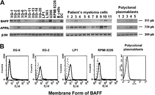Figure 2. Expression of BAFF and APRIL in myeloma cells and normal plasmablasts. (A) Expression of BAFF and APRIL mRNA was analyzed by RT-PCR in 13 HMCLs, in CD138+ purified primary myeloma cells from 6 patients with intramedullary MM (patients 1-6), and 5 patients with plasma cell leukemia (patients 7-11), and in 5 normal in vitro–generated polyclonal plasmablastic cells (PPCs). B cells and dendritic cells (DCs) were used as negative and positive controls, respectively. (B) Cell-surface expression of BAFF was determined by flow cytometry using an anti-BAFF antibody. Broken lines indicate Ig control; and solid lines, anti-BAFF Ab.