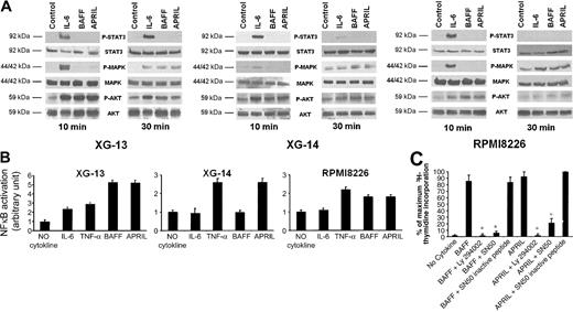 Figure 7. Signal transduction induced by BAFF or APRIL in myeloma cells. (A) XG-13, XG-14, and RPMI8226 cells were starved overnight and cultured without cytokine, or with either IL-6 (30 ng/mL), BAFF (800 ng/mL), or APRIL (800 ng/mL) for 10 and 30 minutes at 37°C. Cell lysates were analyzed by Western blotting with antisera against phospho-STAT3 (pSTAT3), phospho-ERK1/2 (pMAPK), and phospho-AKT (pAKT). Immunoblotting for STAT3, MAPK, and AKT confirmed equal protein loading. Western blots are of one representative experiment of 3. (B) XG-13, XG-14, and RPMI8226 cells were starved overnight and cultured without cytokine, or with either IL-6 (3 ng/mL), TNF-α (20 ng/mL), BAFF (200 ng/mL), or APRIL (200 ng/mL) for 30 minutes at 37°C. NF-κB activity was detected by ELISA according to the manufacturer's instructions. (C) XG-13 cells were IL-6 starved for 3 hours and cultured without cytokine or in the presence of BAFF (200 ng/mL) or APRIL (200 ng/mL). When indicated, Ly 294002 (25 μM), SN50 (100 μg/mL), or the SN50 inactive peptide (100 μg/mL) was added. Results are the mean values ± SD of the tritiated thymidine incorporation determined on sextuplet culture wells and are expressed as the percentage of the proliferation obtained with APRIL and SN50 inactive peptide. *Mean value is statistically significantly different from that obtained with BAFF or APRIL using a Student t test (P ≤ .05).