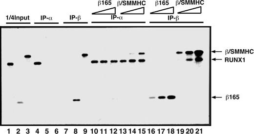 Figure 1. Dominant binding of β/SMMHC to RUNX1 over PEBP2β COS7 cells were transfected with expression plasmids for either RUNX1, β165, or β/SMMHC, and WCE was prepared from each transfected culture as a protein source. One quarter of the amounts of RUNX1, β165, and β/SMMHC used in lanes 4 to 21 is shown in lanes 1, 2, and 3, respectively. Specificity of the antibodies is shown in lanes 4 to 9. A fixed amount of WCE containing RUNX1 (lanes 10-21) was mixed with increasing amounts (2.5 ×, 5 ×, and 25 ×) of β165 (lanes 10-12 and 16-18) or β/SMMHC (lanes 13-15 and 19-21) containing WCE and was subjected to IP/Western blotting. IP-α indicates immunoprecipitation with anti-RD; IP-β, immunoprecipitation with anti-Cbfβ (β141.4.1).