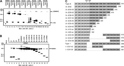 Figure 2. The minimum essential domain of β/SMMHC for protection of RUNX1. (A) Various deletion constructs of RUNX1 were coexpressed in P19 cells with either β165 or β/SMMHC, and WCEs were subjected to Western blotting. Numbers at the top represent what amino acids remain in the mutant protein. (B) RUNX1 expression plasmid (1 μg) was cotransfected with expression plasmids for various PEBP2β informs (1 μg) as well as those for deletion constructs of β/SMMHC (1 μg) and WCEs were subjected to Western blotting. (C) Schematic diagram of β/SMMHC derived constructs.