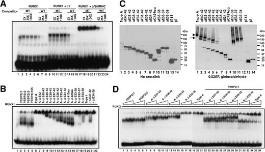 Figure 4. DNA binding and oligomeric assembly of the RUNX1-β/SMMHC complex. COS7 cells were transfected with each of the indicated expression plasmid (2 μg), and WCE was prepared. (A) A fixed amount of RUNX1 and WCE containing equivalent amount of either PEBP2β1 or β/SMMHC together with wild-type DNA probe were mixed as indicated and incubated, and EMSA was performed. Competitor oligonucleotides with wild-type (WT) or mutated RUNX-binding sites (MT) were incubated in the reaction mixture at 5-, 25-, and 100-fold molar excess. Migration of RUNX1 or RUNX1/β heterodimer is shown in lanes 1 and 9, respectively. Note that the complex formed by β/SMMHC, RUNX1, and DNA did not migrate into the gels but was eliminated specifically by WT (lanes 16-24). (B) A fixed amount of RUNX1 was mixed with an equivalent amount of the indicated protein and subjected to EMSA. (C) Assessment of the oligomeric state of β/SMMHC by glutaraldehyde cross-linking. Proteins overexpressed in COS7 cells were cross-linked in vitro with glutaraldehyde and analyzed by 4% to 20% gradient SDS-PAGE followed by immunoblotting with monoclonal anti-Cbfβ, as described in “Materials and methods.” Symbols on the right panel indicate the oligomeric state of cross-linked products: arrowhead indicates tetramer; and arrow, dimer. (D) Dominant binding of β/SMMHC over PEBP2β depends on the hyperdimerization domain. A fixed amount of RUNX1 (1 unit) and increasing relative amounts (0.25, 0.5, and 1 unit) of PEBP2β or β/SMMHC or its derivatives were subjected to EMSA (lanes 1-21). Similar experiments were carried out with increasing amounts of β/SMMHC constructs and a fixed amount of PEBP2β1 (1 unit; lanes 22-36). Note that A-ΔE33-36 has largely lost the ability to act dominantly over PEBP2β1.