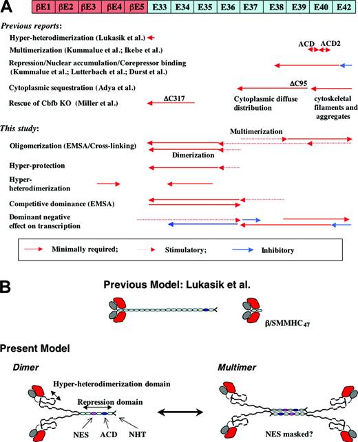 Figure 6. Summary of domain analysis of β/SMMHC. (A) Summary of earlier studies (top half) and this study (bottom half). Diagram shown at the top represents β/SMMHC. Red-colored segments—βE1 to βE5—represent exons encoding CBFβ/PEBP2β. ACD indicates assembly competence domain. (B) Diagrammatic models for RUNX1-β/SMMHC complex with varying SMMHC deletions. Center top shows the model proposed by Lukasik et al.38 Lower drawings represent the models proposed by this study. NES indicates presumptive nuclear export signal; ACD, assembly competence domain; NHT, nonhelical terminus.