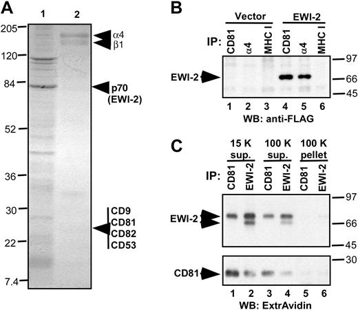Figure 1. Identification of EWI-2 as a major α4β1-associated protein. (A) Coomassie blue staining of proteins eluted from anti-α4 antibody beads with Triton X-100 SDS (lane 1) and remaining on the beads (lane 2). The sharp band of approximately 110 kDa corresponds to nonspecifically associated nucleolin. (B) EWI-2 coimmunoprecipitates with α4β1 and CD81. CD81 (mAb M38, lanes 1 and 4), α4β1 (A4PUJ, lanes 2 and 5), and MHC class I (W6/32, lanes 3 and 6) were immunoprecipitated from 1% Brij 58 lysate of MOLT-4 cells stably expressing either EWI-2–FLAG or vector control. EWI-2 protein was visualized using biotinylated anti-FLAG mAb M2. (C) MOLT-4 cells stably transduced with EWI-2–flag construct were cell-surface biotinylated and lysed in 1% Brij 58. Lysate from 107 cells was centrifuged at 15 000g for 15 minutes. The resulting supernatant was used for immunoprecipitation (lanes 1 and 2), or further centrifuged for 45 minutes at 100 000g to yield 100 K supernatant (lanes 3 and 4) and 100 K pellet that was resuspended in 1% Triton X-100, 0.1% SDS (lanes 5 and 6). Immunoprecipitations with anti-CD81 (mAb M38) or anti–EWI-2 pAb were as indicated. Note that anti–EWI-2 pAb recognizes 2 forms of EWI-2 on the cell surface, whereas only one (mature) form of EWI-2 associates with CD81. Numbers to the left (panel A) and right (panels B-C) of the blots indicate the sizes of the molecular weight markers (in kDa).