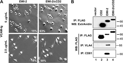 Figure 3. Mutant EWI-2 with altered spreading and association properties. (A) MOLT-4 cells stably transduced with either EWI-2–FLAG or EWI-2/cCD2 were plated on VCAM-Ig–coated coverslips (5 μg/mL or 2.5 μg/mL), and photographed after 65 minutes using phase contrast (top row) or Hoffman objectives (bottom row). Percent of the spread cells (quantified as described in “Materials and methods”) is indicated in the lower part of the micrographs (original magnification, × 20). (B) MOLT-4 cells stably transduced with vector control (lane 1), CD2 (lane 2), EWI-2 (lane 3), or EWI-2/cCD2 were lysed in 1% Brij 58. Proteins were immunoprecipitated with M2 (anti-FLAG), A4PUJ (α4), or M38 (CD81) mAbs. In the first panel, cells were surface biotinylated prior to lysis. Sizes (kDa) of molecular weight markers are shown on the right.
