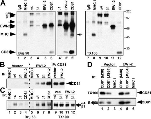 Figure 5. EWI-2 promotes increased CD81-α4β1 complex formation. (A) MOLT-4 cells were biotinylated and lysed in 1% Brij 58 (lanes 1-6) or in 1% Brij 58 followed by preclearing and addition of 1% Triton X-100 (lanes 7-12). Lanes 4′ to 6′ are longer esposures of lanes 4 to 6. Proteins were immunoprecipitated as indicated and visualized with ExtrAvidin-HRP (Sigma). Note that CD81 is not detected in Figure 5A, lanes 3 and 4, because associated proteins shield it from biotin labeling. The background band of approximately 50 kDa precipitated with EWI-2 (lane 5′) is not MHC class I because it does not comigrate in higher resolution SDS-PAGE (not shown). Numbers to the right of panel A indicate the sizes of molecular weight markers (in kDa). (B-C) MOLT-4 cells were surface biotinylated and lysed in 1% Brij 58 (lanes 1-8) or Brij 58 followed by Triton X-100 (lanes 9-12). The indicated proteins were immunoprecipitated using the following antibodies: W6/32 (MHC I), A4PUJ (α4), TS2/16 (β1), M38 (CD81), and polyclonal anti–EWI-2 antiserum. CD81 (panel B) and α4β1 (panel C) were visualized by ExtrAvidin-HRP. (D) MOLT-4 cells were biotinylated and lysed in 1% Brij 58 or in 1% Brij 58 followed by preclearing and addition of 1% Triton X-100 (TX100). Proteins were immunoprecipitated with either anti-CD81 (M38, JS64) or anti–HLA I (W6/32) mAbs.