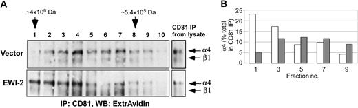 Figure 6. Gel filtration of CD81-α4β1 complexes. (A) MOLT-4 cells (5 × 106 cells) stably transduced with vector control or EWI-2–flag were surface biotinylated and lysed in 1% Brij 58. The extracts were fractionated by size exclusion chromatography on Sepharose CL6B. CD81 was immunoprecipitated from each fraction with M38 mAb, and the associated α4β1 integrin was visualized with ExtrAvidin-HRP. (B) Quantitation of results from panel A. ▦ indicates vector; □, EWI-2.