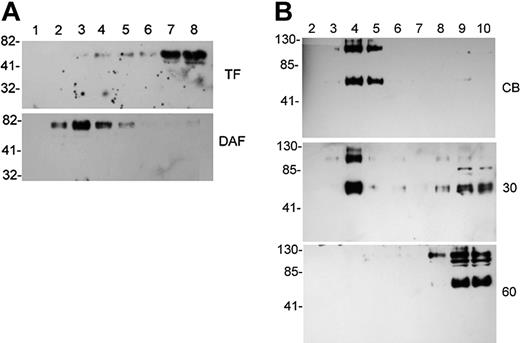 Figure 1. Properties of lipid rafts in HEK293 cells. (A) Tissue factor does not stably associate with lipid rafts. Wild-type HEK293 cells (10 million) were lysed in 0.1 mL MES-buffered saline (pH 6.5) containing 1% Triton X-100, adjusted to 40% sucrose, and placed beneath a step gradient consisting of 1.0 mL 30% sucrose and 0.4 mL 5% sucrose. Following centrifugation, gradient fractions were subjected to SDS-PAGE and Western blot using anti-TF (top blot) and anti-DAF (bottom blot) antibodies. Buoyant, Triton-insoluble material is indicated by DAF distribution. (B) Complete disruption of lipid rafts requires treatment with 10 mM MBCD for 60 minutes. Sixty million HEK293 cells expressing GPI-anchored and hemagglutinin (HA)-tagged TFPI were treated with cell buffer (CB) for 60 minutes (top blot), 10 mM MBCD for 30 minutes (middle blot), or 10 mM MBCD for 60 minutes (bottom blot) before addition of 1 mL MES-buffered saline containing 1% Triton X-100. Lysates were adjusted to 40% sucrose and placed beneath a step gradient consisting of 5 mL 30% sucrose and 3 mL 5% sucrose. Following centrifugation, gradient fractions were subjected to SDS-PAGE and Western blot using anti-HA antibody to detect epitope-tagged TFPI.