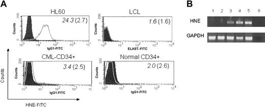 Figure 7. CMLs, but not normal CD34 cells, express HNE. (A) Intracytoplasmic HNE in CML-CD34+ cells (HLA-identical sibling of donor 7) was identified by flow cytometry. Positive control, HL60 cells; negative controls, LCL and normal G-CSF mobilized PBMC CD34+ cells. Filled histogram indicates IgG1-FITC control. Mean fluorescence intensity (MFI) of each sample and IgG1 control is shown in italics and parentheses, respectively. (B) mRNA detection: lanes 1-2, G-CSF-mobilized CD34+ cells from 2 healthy donors; lanes 3-4, CML-CD34+ cells from 2 patients in chronic phase; lane 5, HL60-positive control; lane 6, dH2O, GAPDH (glyceraldehyde-3-phosphate dehydrogenase) quantitative control for RNA.