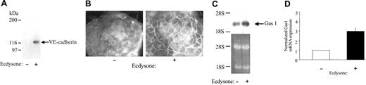 Figure 1. VE-cadherin expression induces Gas1 in 293 cells. The 293 cells were stimulated for 24 hours at 37°C with 1μM of the ecdysone analog muristerone A to express transfected VE-cadherin. Western blot (A) and immunofluorescence (B) analysis confirmed VE-cadherin expression and its correct localization at cell-cell contacts only in stimulated (Ecdysone +) 293 cells. Original magnification, × 400 (B). (C-D) Analysis of Gas1 up-regulation in ecdysone-treated 293 cells by Northern blot and quantitative RT-PCR. The RT-PCR data are means ± SD of 3 different experiments performed in triplicates and are expressed as relative amounts using “Ecdysone -” cell lysate as reference value. Cells transfected with the empty vector and treated with ecdysone did not show detectable VE-cadherin expression by Western blot or up-regulation of Gas1 mRNA using Northern blot analysis (not shown). For Northern blot, a comparable amount of total RNA was loaded as shown by ethidium bromide staining of the membrane. The position of 2 ribosomal RNAs (28S and 18S) is indicated.