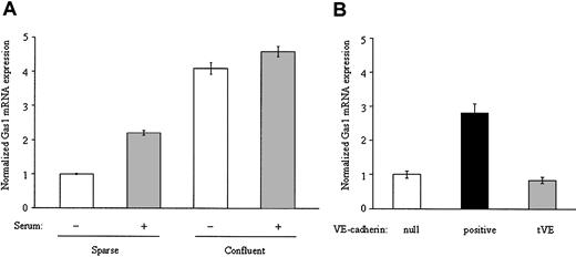 Figure 2. Confluency and VE-cadherin up-regulate Gas1 in endothelial cells. (A) Quantitative RT-PCR analysis of Gas1 mRNA in freshly isolated HUVECs. Confluent (5 × 104/cm2) and sparse (4 × 103/cm2) cells were cultured for 24 hours in the presence or absence of 20% FCS. At the end of this period mRNA was extracted as described in “Materials and methods.” RT-PCR data are means ± SD of 3 separate experiments performed in triplicate and are expressed as relative amounts using “sparse cells/serum -” as reference value. (B) Quantitative RT-PCR analysis of isogenic endothelial cells VE-cadherin–null or expressing the VE-cadherin wild-type (VE-cadherin positive) or truncated (tVE) cDNA. Cells were seeded at the same density and cultured for 3 days in the presence of 10% FCS and then extracted for Gas1 mRNA evaluation. RT-PCR values are means ± SD of 4 different experiments performed in triplicate and are expressed as relative amounts using “VE-cadherin null” cell lysate as reference value.