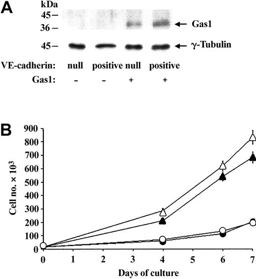 Figure 3. Ectopic expression of Gas1 does not change endothelial cell growth. (A) Western blot analysis of Gas1 expression. Equal amounts of extracts of murine VE-cadherin–null and VE-cadherin–positive endothelial cells transfected or not with Gas1 cDNA were studied. Cells were seeded at the same density and cultured in the presence of 10% FCS for 3 days before extraction. In cells overexpressing Gas1 the protein was detectable at the right molecular weight. Western blot of γ-tubulin was used as control. (B) Effect of overexpression of Gas1 on endothelial cell proliferation. Growth curves of VE-cadherin–null (▵ and ▴) and VE-cadherin–positive cells (○ and •), overexpressing (▵ and ○) or not overexpressing (▴ and •) Gas1 cDNA. The growth curves were performed as described in “Materials and methods” and data are means of 2 experiments performed in triplicate.