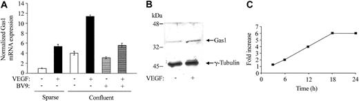 Figure 5. VEGF up-regulates Gas1 expression in HUVECs. (A) Quantitative RT-PCR analysis of Gas1 mRNA expression. Cells were seeded in sparse (4 × 103 cells/cm2) or confluent (5 × 104 cells/cm2) conditions in complete medium. Before addition of VEGF (80 ng/mL for 24 hours) cells were starved for 24 hours in serum-free medium supplemented with 1% BSA. Confluent cells were added with 50 μg/mL of anti–VE-cadherin–blocking mAb (BV9) for 1 hour before addition of VEGF. Data are means ± SD of 3 separate experiments performed in triplicate and are expressed as relative amounts using “sparse, VEGF -, mAb anti–VE-cadherin -” cell lysate as reference value. (B) Western blot analysis of Gas1 expression after VEGF treatment. (C) Time course of Gas1 mRNA expression after VEGF treatment. Confluent cells were activated with VEGF for the indicated times as described above. Data are means of 2 experiments performed in quadruplicate.