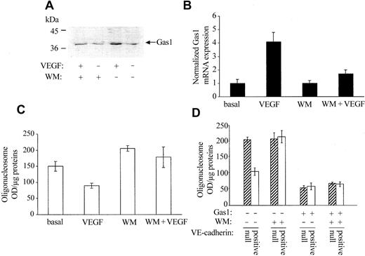 Figure 6. PI3-kinase activation is required for Gas1 expression but not for its antiapoptotic activity. (A) Confluent HUVECs were treated with 0.1 μM Wortmannin (WM) 15 minutes before stimulation with 80 ng/mL VEGF for 24 hours. Gas1 synthesis was evaluated by Western blot. VEGF increases 3 times the amount of Gas1 in endothelial cell extracts (OD values: 5307 for resting cells and 14 879 for cells activated with VEGF); WM decreased both the basal and VEGF-induced Gas1 synthesis by 23% and 40%, respectively (OD values: 4126 vs 5307 for resting cells treated with WM and 8964 vs 14 879 for cells treated with VEGF and WM). Three independent experiments gave comparable results. (B) Cells were analyzed for Gas1 mRNA expression and cell apoptosis (C) by quantitative RT-PCR and DNA fragmentation, respectively. VEGF reduced apoptosis and increased Gas1 mRNA synthesis. Both effects were strongly inhibited by cell treatment with WM. The values are means ± SD of 4 separate experiments performed in duplicate. RT-PCR data are expressed as relative amounts taking “control cells” cell lysate as reference value. (D) Effect of WM on apoptosis of VE-cadherin–null and –positive cells transfected or not transfected with Gas1 cDNA. WM (0.1 μM) was added to the cells for the last 24 hours of duration of the experiment of apoptosis (Figure 4 legend). Data are means ± SD of 3 separate experiments performed in triplicate.