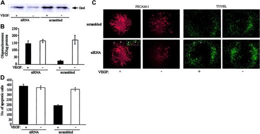 Figure 7. Inhibition of Gas1 expression by siRNA prevented the antiapoptotic effect of VEGF. (A) Cells were incubated with siRNA as indicated in “Materials and methods” and then treated with VEGF (80 ng/mL for 24 hours) or control medium. Expression of Gas1 was evaluated by Western blot. Gas1 siRNA inhibited the expression of the protein by 70% in resting conditions (OD values: 2267 vs 7528 for control and siRNA treated cells, respectively) and by 50% in VEGF-treated cells (OD values: 6288 vs 12 430 for control and siRNA treated cells, respectively). (B) Cells were incubated with Gas1 siRNA and VEGF as described above. Cell apoptosis was quantified by measuring DNA fragmentation as oligonucleosomes. Data are means ± SD of a quadruplicate of a typical experiment. Two independent experiments gave comparable results. (C) Allantois explants were cultured, transfected with siRNA, and treated with VEGF (80 ng/mL for 24 hours) or control medium as described in “Materials and methods” (original magnification, × 100). VEGF is required for the formation of a well-organized vascular network as evidentiated by labeling with an anti–PECAM-1 mAb. In contrast, in absence of the growth factor, endothelial cells are unable to form vessels and many of them undergo apoptosis evaluated as DNA fragmentation (TUNEL) (C-D). Gas1 siRNA reduced the protective effect of VEGF and double-labeling PECAM-1/TUNEL demonstrates apoptotic cells in newly forming vascular structures at the periphery of the network (arrowheads and the insert). The number of apoptotic cells in allantoises (D) has been quantified as described in “Materials and methods.” Data are means ± SD of triplicate of a typical experiment. Two independent experiments gave comparable results.