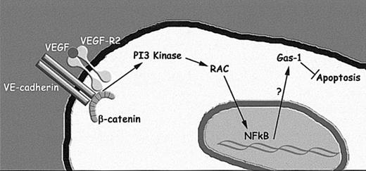 Figure 8. Schematic representation of the pathway through which VE-cadherin and VEGF-R2 might induce Gas1 synthesis. As reported previously15,44 VEGF-R2 may form a complex with VE-cadherin in confluent endothelium. VE-cadherin clustering at junctions and activation of VEGF-R2 leads to PI3-kinase and Rac activation,36,44 which, in turn, may induce NFkB nuclear translocation45 and induction of Gas1 transcription.
