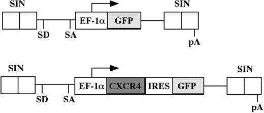 Figure 1. Schematic representation of the lentiviral vector constructs. Only the relevant portions of the integrated provirus are depicted. The EF1-α promoter is used to drive expression of either GFP cDNA in the control vector (top panel) or the CXCR4-IRES-GFP bicistronic cassette of the experimental vector (bottom panel). SD indicates splice donor; SA, splice acceptor; pA, polyadenylation signal.