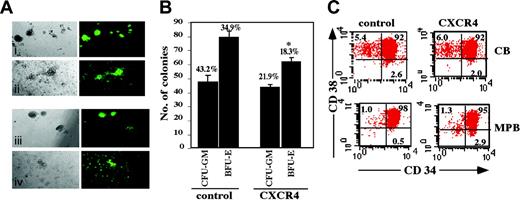 Figure 3. Clonogenic progenitor and CD34+/CD38-/low content of transduced CD34+ cells. Transduced CB CD34+ cells were seeded in semisolid methylcellulose culture. (A) GFP+ CFC colonies were analyzed by phase contrast microscopy at × 10 original magnification on day 14. Top panel indicates BFU-E (i) and CFU-GM (ii) colonies from control cells. Bottom panel indicates BFU-Es (iii) and CFU-GMs (iv) from CXCR4-transduced cells. A representative experiment is shown. (B) Data indicate total number of CFU-GM and BFU-E colonies. Numbers above bars indicate percentage of GFP+ colonies out of total colonies. Bars represent mean ± SE of 3 independent experiments. *P = .004 compared to BFU-E colonies of control cells. (C) CB and MPB CD34+ cells were labeled with human anti-CD34 and anti-CD38 mAbs. Numbers indicate percent positive cells from entire population. A representative experiment of 3 is shown.