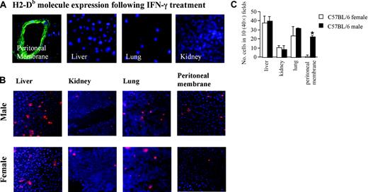 Figure 2. Peritoneal membrane infiltration by HY-specific T cells in IFN-γ–treated male, but not female, mice. (A) Male and female C57BL/6 mice were injected intraperitoneally with 600 U IFN-γ. This resulted in the selective up-regulation of MHC class I in the peritoneal cavity, as assessed by staining of various tissue samples (obtained 72 hours after IFN-γ injection) with a FITC-conjugated anti–H2-Db mAb (0.5 μg/mL). (B) At 2 days after IFN-γ injection, mice received an intravenous injection of 107 PKH26-labeled Db-restricted HY-specific T cells. The following day, mice were killed, and the presence of fluorescently labeled cells in the liver, kidney, lung, and peritoneal membrane was assessed by wide-field fluorescence microscopy. In both panels A and B, to minimize the effect of arbitrary choice of field, 10 × magnifications are shown. Tissue infiltration was quantified by randomly selecting ten 40 ×-magnified fields and assessing the number of fluorescent cells in each field. (C) The mean and SD of the total number of T cells observed in 10 randomly selected fields in each mouse from at least 3 animals (which gives at least 30 fields analyzed for each experimental group). *P is significant in comparison with female recipients (P = .002).