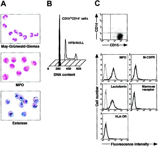 Figure 1. Cytochemistry and phenotype of freshly isolated CD15+CD14- cells. (A) Photographs of May-Grünwald-Giemsa–, MPO-, and double-specific/nonspecific esterase–stained cytospin preparations; original magnification, × 400. (B) Nuclear DNA analysis of CD15+CD14- cells was performed using a FACSCalibur flow cytometer. HPB-NULL cells were used as controls. Cell cycle distribution of HPB-NULL cells was as follows: with G1 phase, 42.9%; S phase, 30.5%; and G2/M phase, 26.6%. (C) The expression of CD15/CD14, MPO, M-CSFR, lactoferrin, mannose receptor, and HLA-DR was analyzed using a FACSCalibur flow cytometer. In the histograms, the thick and thin lines show the expression of the indicated molecules and isotype controls, respectively. Representative data from 5 independent experiments are shown.