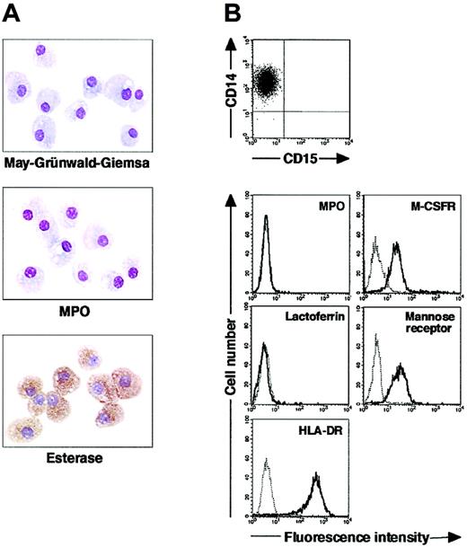 Figure 2. Cytochemistry and phenotype of cells obtained from 7-day culture of freshly isolated CD14+ cells with M-CSF. (A) Photographs of May-Grünwald-Giemsa–, MPO-, and double specific/nonspecific esterase–stained cytospin preparations; original magnification, × 400. (B) The expression of CD15/CD14, MPO, M-CSFR, lactoferrin, mannose receptor, and HLA-DR was analyzed using a FACSCalibur flow cytometer. In the histograms, the thick and thin lines show the expression of the indicated molecules and isotype controls, respectively. Yield of cultured cells was 52.8% ± 9.8% (n = 5). Representative data from 5 independent experiments are shown.