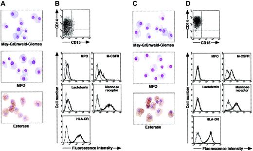 Figure 3. Cytochemistry and phenotype of cells obtained from culture of freshly isolated CD15+CD14- neutrophils. (A-B) Freshly isolated CD15+CD14- neutrophils were cultured with GM-CSF, TNF-α, and IFN-γ for 11 days, followed by additional 7-day culture with M-CSF alone. (C-D) Freshly isolated CD15+CD14- neutrophils were cultured with GM-CSF, TNF-α, IFN-γ, and IL-4 for 11 days, followed by additional 7-day culture with M-CSF alone. (A,C) Photographs of May-Grünwald-Giemsa-, MPO-, and double specific/nonspecific esterase–stained cytospin preparations; original magnification, × 400. (B,D) The expression of CD15/CD14, MPO, M-CSFR, lactoferrin, mannose receptor, and HLA-DR was analyzed using a FACSCalibur flow cytometer. In the histograms, the thick and thin lines show the expression of the indicated molecules and isotype controls, respectively. Representative data from 5 independent experiments are shown.