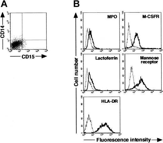Figure 4. Cytochemistry and phenotype of cells obtained from culture of freshly isolated CD15+CD14- neutrophils with GM-CSF, TNF-α, IFN-γ, and IL-4 for 11 days. (A) Expression pattern of CD15/CD14. (B) The expression of CD15/CD14, MPO, lactoferrin, M-CSFR, mannose receptor, and HLA-DR was analyzed using a FACSCalibur flow cytometer. In the histograms, the thick and thin lines show the expression of the indicated molecules and isotype controls, respectively. Representative data from 5 independent experiments are shown.