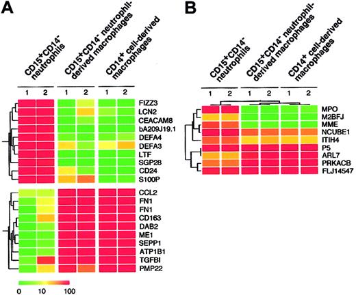 Figure 5. Expression profiles of neutrophil- and macrophage-specific genes. (A) Hierarchical clustering based on the expression intensities in CD15+CD14- neutrophils, CD15+CD14- neutrophil–derived macrophages, and CD14+ cell–derived macrophages was conducted for 10 genes with a specific expression in CD15+CD14- neutrophils and CD14+ cell–derived macrophages (top panel) or in CD14+ cell–derived macrophages (bottom panel). Each row represents a single gene on the microarray, and each column represents a separate sample. Expression intensity of each gene is shown color coded, according to the scale at the bottom, and the gene symbols are indicated on the right. Expression data of these genes are available on request. (B) The gene tree was constructed using 2-way clustering analysis of the genes that are differentially (Welch ANOVA, P < .001) expressed between CD15+CD14- neutrophils and CD14+ cell–derived macrophages. Each row represents a single gene on the microarray, and each column represents a separate sample. Expression intensity of each gene is shown color coded, according to the scale in panel A.