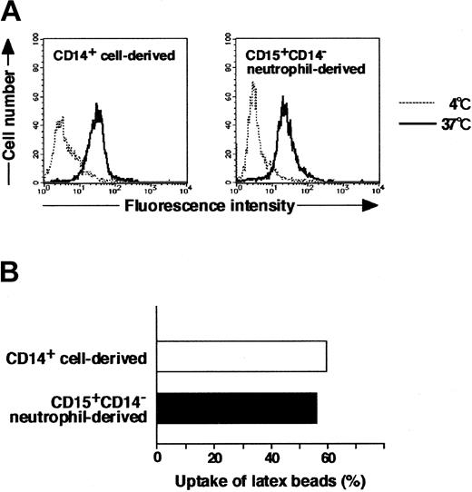 Figure 6. Phagocytic assay of CD15+CD14- neutrophil–derived macrophages with FITC-dextran and FITC-latex beads. (A) CD15+CD14- neutrophil– and CD14+ cell–derived macrophages were incubated with FITC-dextran for 1 hour at 37°C or 4°C, washed with cold PBS supplemented with 1% FBS, and analyzed using a FACSCalibur flow cytometer. Data are presented using histograms. (B) CD15+CD14- neutrophil– and CD14+ cell–derived macrophages were incubated with FITC-latex beads for 1 hour at 37°C or 4°C, washed with cold PBS supplemented with 1% FBS, and analyzed with a FACSCalibur flow cytometer. Data are expressed as percentage of positive cells. Experiments were repeated 5 times with identical results.