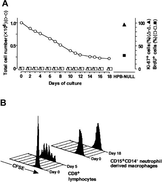 Figure 7. Analysis of proliferation profile. (A) CD15+CD14- neutrophils were cultured with GM-CSF, TNF-α, IFN-γ, and IL-4 for 11 days, washed, and recultured with M-CSF alone for an additional 7 days. CD15+CD14- neutrophils and the cultured cells were tested for Ki-67 staining and BrdU incorporation. Ki-67+ and BrdU+ cells were counted using a FACSCalibur flow cytometer, and the numbers were expressed as percentages. HPB-NULL cells were used as positive controls. Numbers of cultured cells are also indicated. Representative data from 5 independent experiments are shown. (B) CD15+CD14- neutrophils were cultured with GM-CSF, TNF-α, IFN-γ, and IL-4 for 11 days, washed, and recultured with M-CSF alone for another 7 days. CD15+CD14- neutrophils and the cultured cells were incubated with CFSE. Cell division patterns were analyzed using a FACSCalibur flow cytometer. CD8+ cells that underwent several rounds of the cell cycle in response to CD3/CD28 beads were used as positive controls. Experiments were repeated 5 times with identical results.