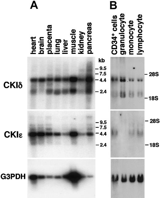 Figure 1. Various expressions of human CKIδ and CKIϵ mRNAs. RNA blot analysis of various normal human tissues (A) and human CD34+ hematopoietic stem cells and normal peripheral leukocytes (B) by using CKIδ- and CKIϵ-specific cDNA probes. Granulocytes, monocytes, and lymphocytes were prepared as PMNs, adherent-, and nonadherent MNC fractions, respectively. The signal that hybridized with the glyceraldehyde-3-phosphte dehydrogenase (G3PDH) cDNA probe is shown as a control.