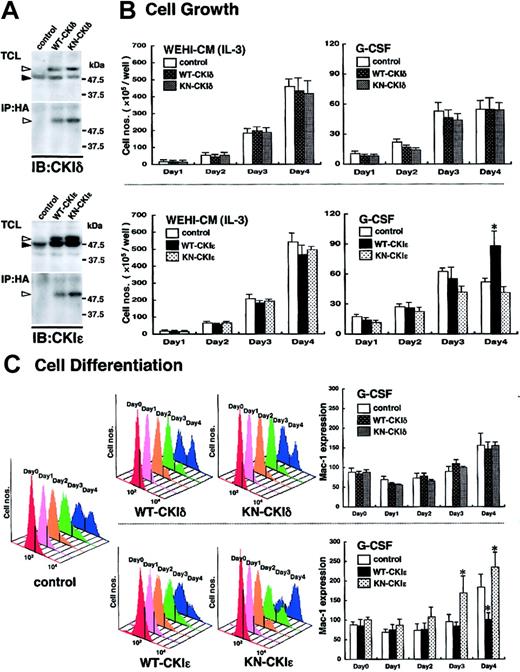 Figure 3. Involvement of exogenous CKIϵ in G-CSF–induced cell differentiation. (A) Expression of WT- or KN-CKI. Total cell lysates (TCLs) extracted from recombinant virus–infected 32D cell lines and immunoprecipitates (IPs) with anti-HA antibody were subjected to immunoblot analysis (IB) by using anti-CKIδ and CKIϵ antibodies. Black arrowheads indicate the position of endogenous 49-kDa CKIδ or 47-kDa CKIϵ. White arrowheads indicate HA-tagged recombinant CKIδ or CKIϵ. (B) Cell growth of virus-infected 32D cell lines in the presence of WEHI-CM (IL-3) or G-CSF. Each cell line was subcultured at 5 × 105 cells/well in a medium containing 15% WEHI-CM (IL-3) and in a differentiation medium with 10 ng/mL G-CSF on day 0. Viable cells after staining with trypan blue were counted at days 1, 2, 3, and 4. Values are the means of cell numbers/well ± SE of four samples in 5 independent experiments (*P < .05 vs control cells). (C) Cell differentiation induced by 10 ng/mL G-CSF was assessed daily by flow cytometry (FACScan; Becton Dickinson, San Jose, CA) by using Mac-1 antibody with phycoerythrin-conjugated streptavidin (Becton Dickinson) (upper panels: WT-CKIδ- and KN-CKIδ-32D cells; lower panels: WT-CKIϵ- and KN-CKIϵ-32D cells). Daily histogram analysis of Mac-1 expression is a representative 1 of 5 similar results. Data represent the mean ± SE of Mac-1 expression of 5 independent experiments (*P < .05 vs control cells).