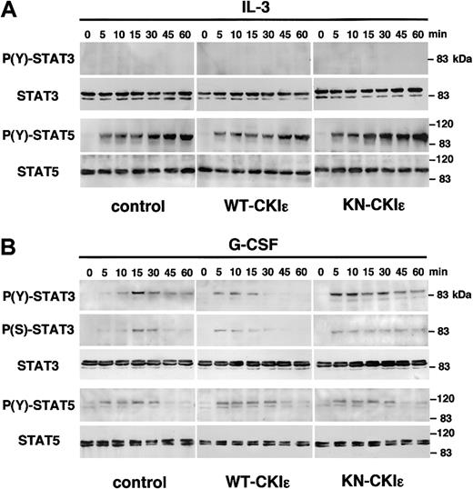 Figure 5. Regulation of STAT3 activation by CKIϵ. 32D transfectants were stimulated with 5 ng/mL IL-3 (A) or 10 ng/mL G-CSF (B) for the indicated periods (minutes). Total cell lysates were subjected to immunoblot to analyze the expression levels of the total and tyrosine 705– and serine 727–phosphorylated STAT3 (P(Y)-STAT3 and P(S)-STAT3, respectively) and the total and tyrosine 694–phosphorylated STAT5 (P(Y)-STAT5) by using their specific antibodies. Anti-STAT3 polyclonal antibody recognizes STAT3α (92 kDa) as well as STAT3β (83 kDa). Anti-STAT5 antibody also recognizes STAT5a (96 kDa) as well as STAT5b (94 kDa). These data represent 3 independent experiments.