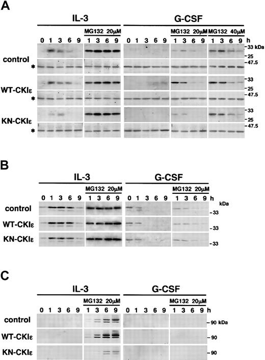 Figure 6. Stabilization of SOCS3 and β-catenin by CKIϵ. 32D transfectants were treated with 5 ng/mL IL-3 or 10 ng/mL G-CSF in the absence or presence of MG132 (20 or 40 μM) for the indicated times. Then, total cell lysates were subjected to immunoblot analysis (IB) by using anti-SOCS3 and β-actin (*) (A), anti-CIS (B), and anti–β-catenin (C) polyclonal antibodies. To detect CIS protein in the absence of MG132, the immunoblot filter was exposed for a long time. Equal loading of cell lysates in each lane was probed with an anti–β-actin antibody. The same lysates were employed in IB for CIS and β-catenin.